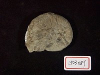 藏品(原雷莫菊石)的圖片